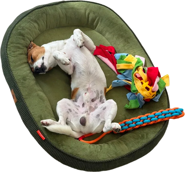 Louie the Jack Russell asleep on his back in a green dog bed, next to his rope and fabric toys