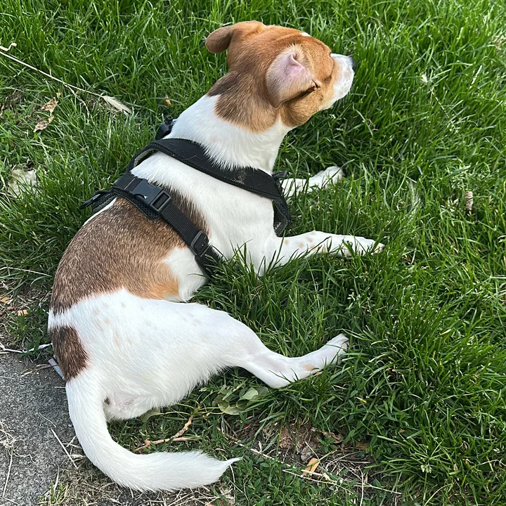The real Louie, a white and tan Jack Russell mix, lying on the grass